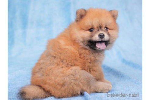 成約済の千葉県のミックス犬-199306の5枚目